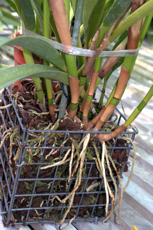 Arpophyllum giganteum