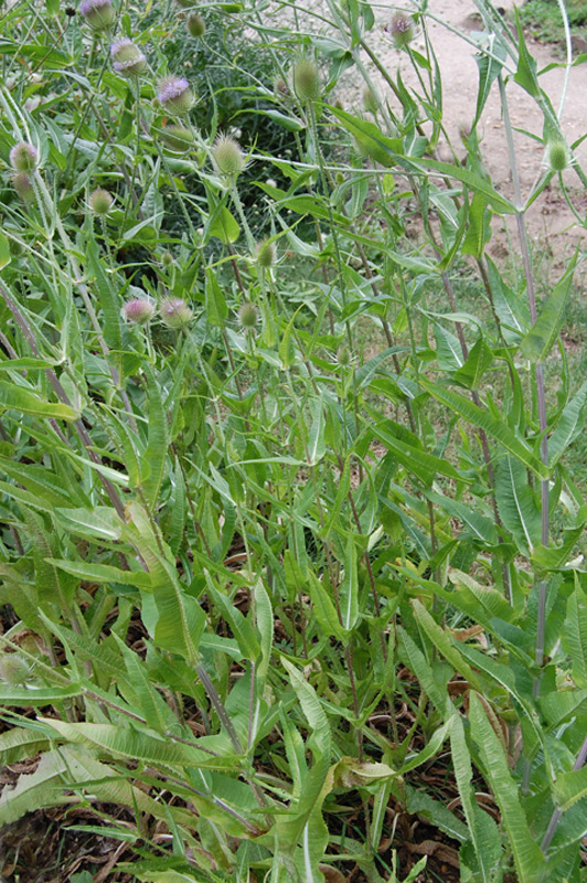 Cardère sauvage, Cabaret des oiseaux