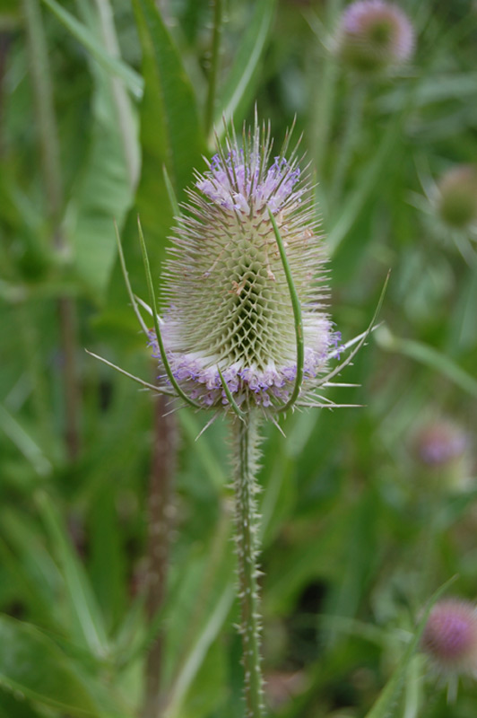Cardère sauvage, Cabaret des oiseaux