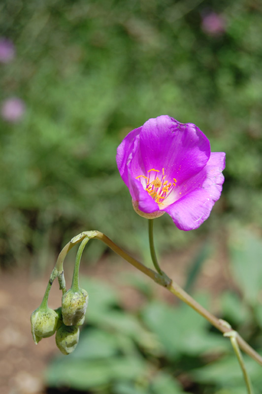 Calandrinia grandiflora