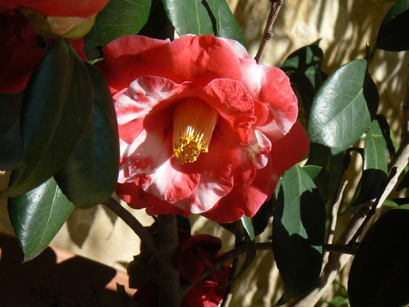 Camélia du Japon