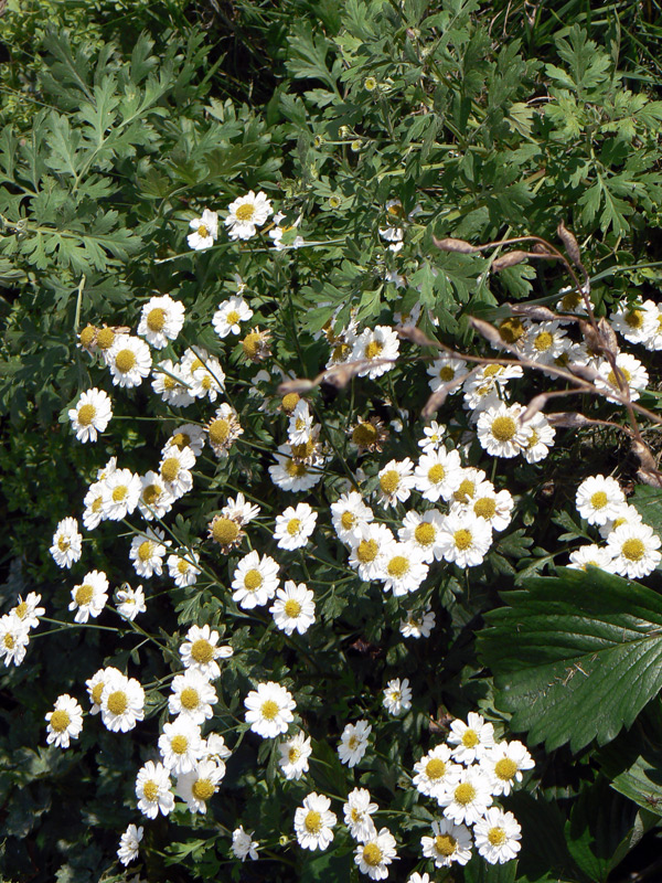 Camomille romaine, Camomille noble, Anthémis noble