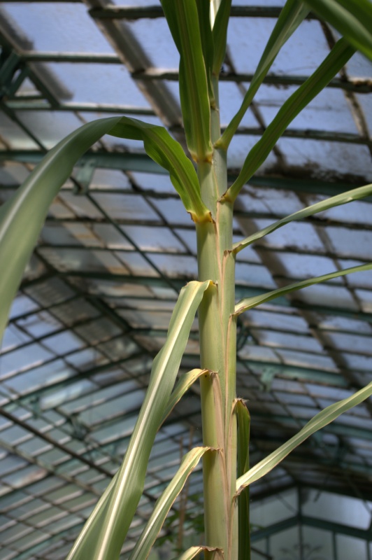 Canne à sucre