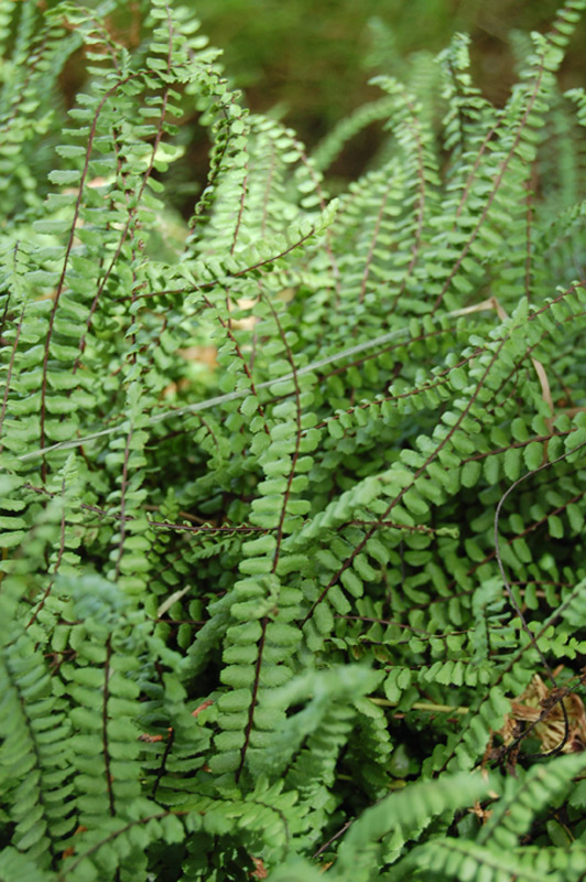 Capillaire des murailles