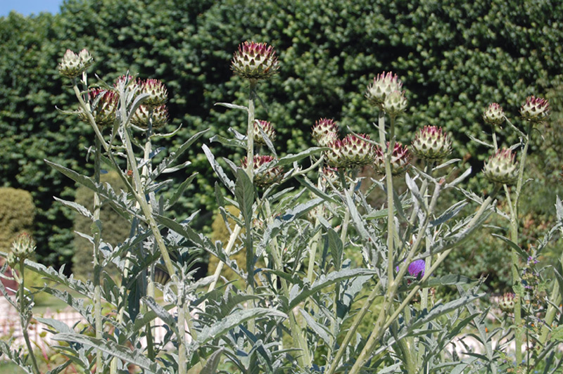 Cardon, Charderonnette