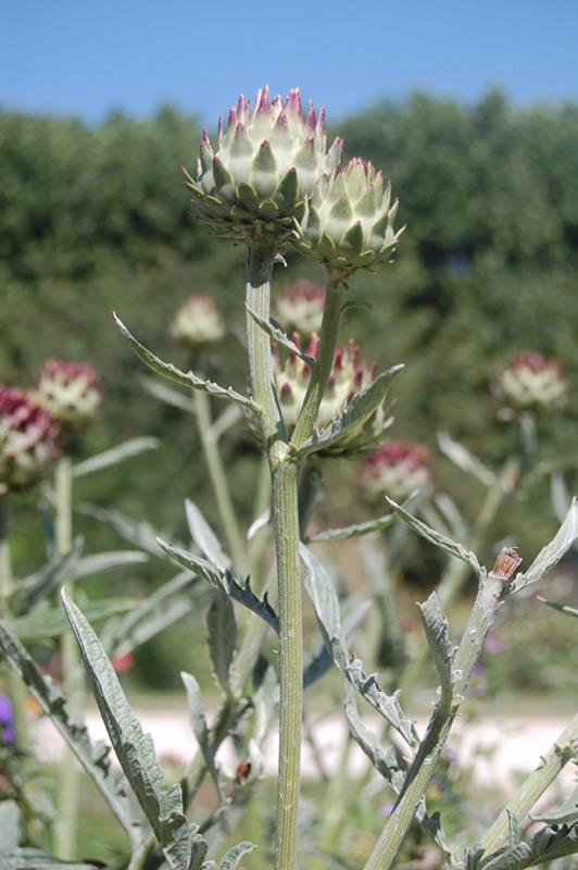 Cardon, Charderonnette