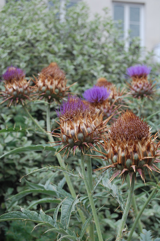 Cardon, Charderonnette