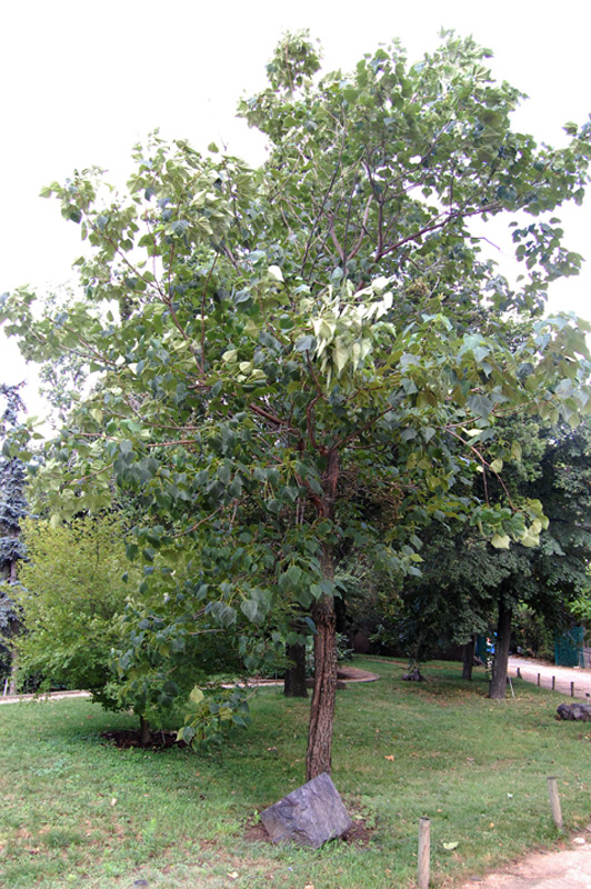 Catalpa de Farges