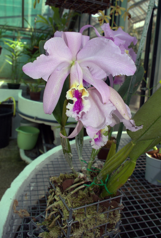 Cattleya mossiae