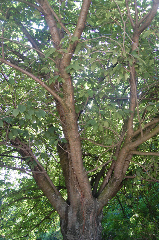 Cerisier du Japon 'Kanzan', Cerisier à fleurs japonais 'Kanzan'