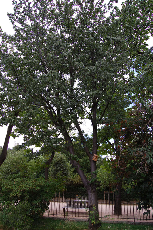 Cerisier du Japon à fleurs doubles