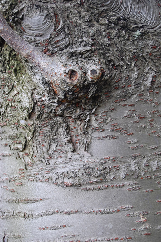 Cerisier du Japon à fleurs doubles