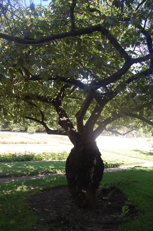 Cerisier du Japon, Cerisier à fleurs japonais