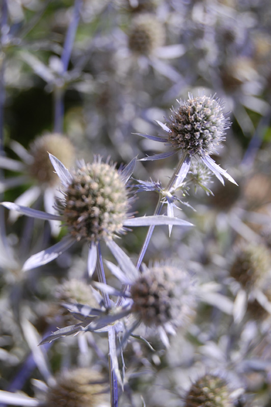Chardon bleu
