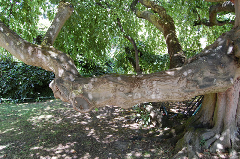 Charme pleureur 'Pendula'