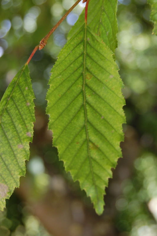 Charme pleureur 'Pendula'