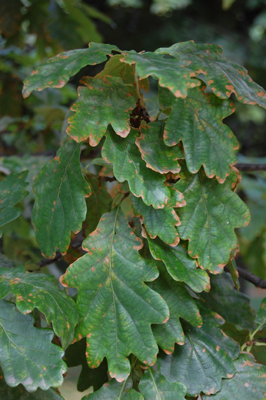 Chêne sessile, Chêne rouvre, Chêne à trochets, Chêne des pierriers, Chêne noir drille