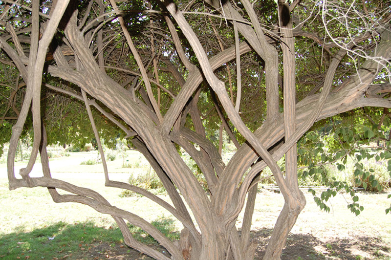 Chèvrefeuille de Maack