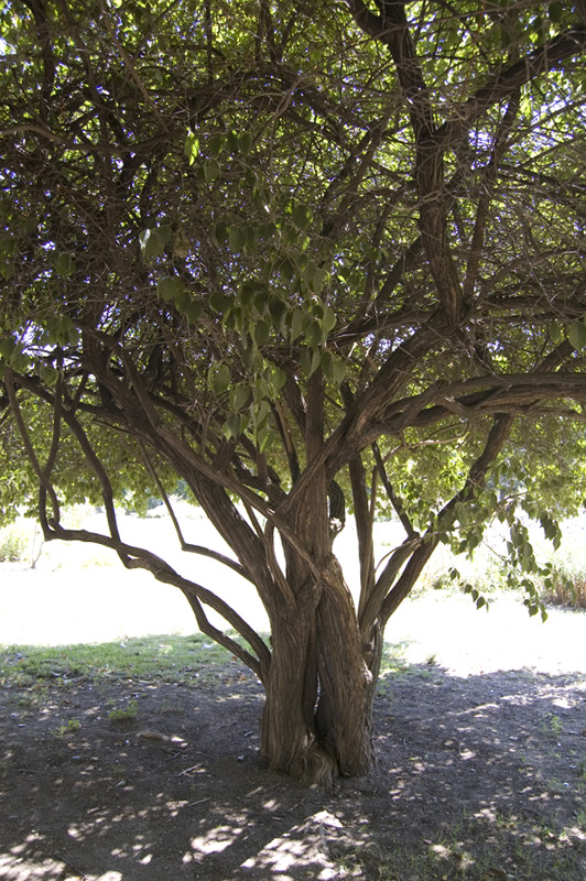 Chèvrefeuille de Maack