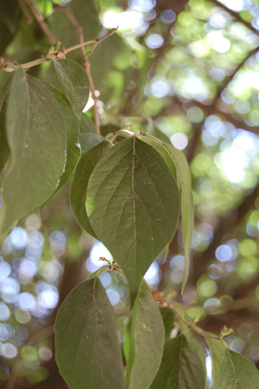 Chèvrefeuille de Maack