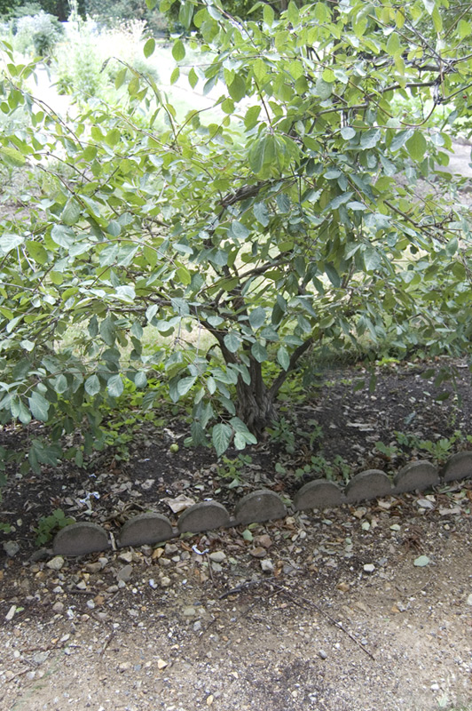 Chèvrefeuille des haies