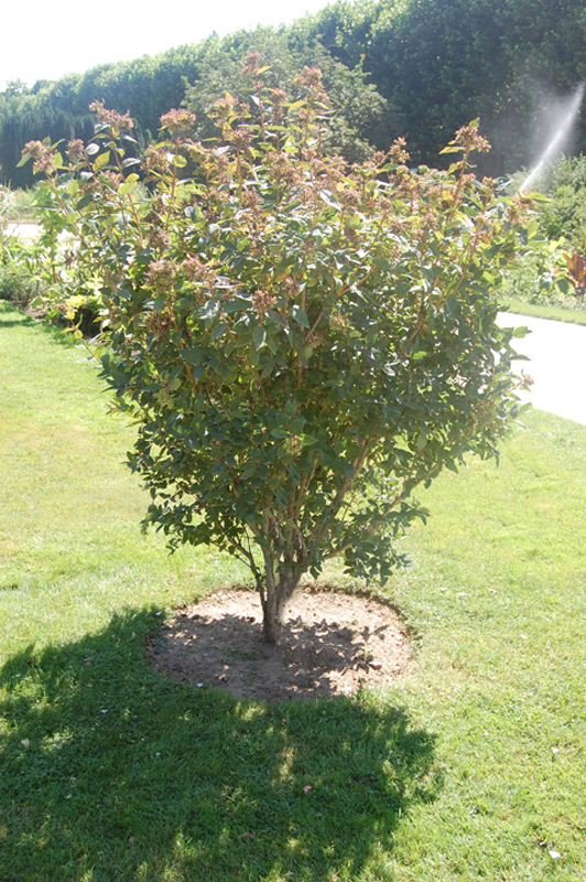 Chèvrefeuille de Tartarie 'Arnold Red'