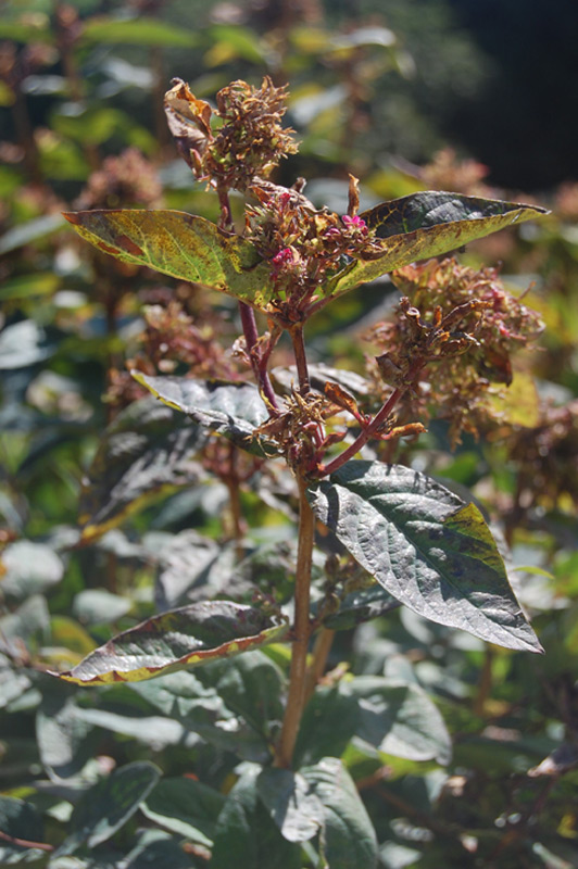 Chèvrefeuille de Tartarie 'Arnold Red'