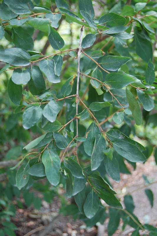 Chèvrefeuille de Tartarie