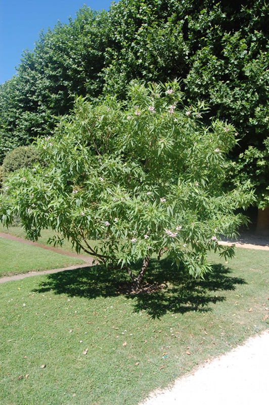 Chitalpa de Tashkent