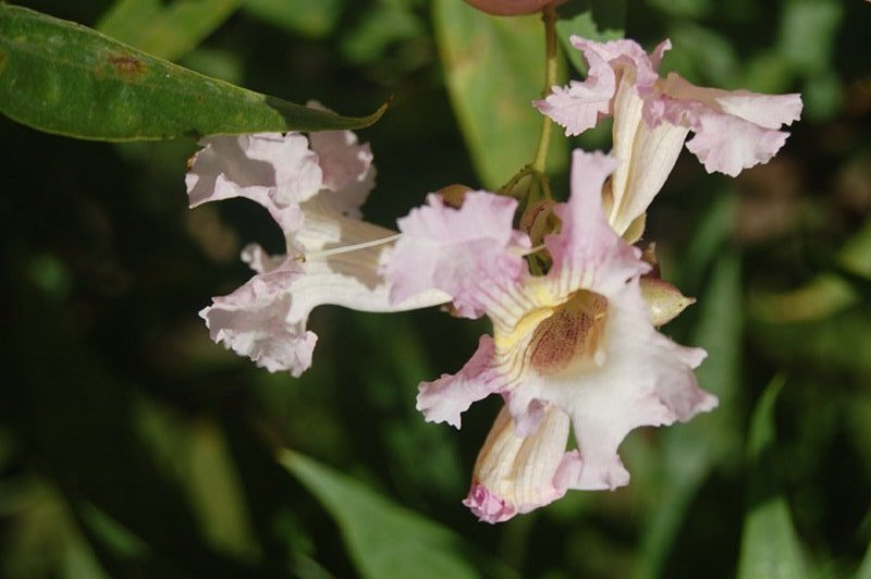 Chitalpa de Tashkent