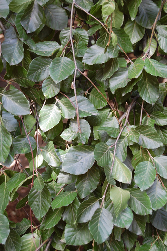 Chrysanthème multifleurs 'Linette'