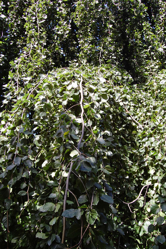 Chrysanthème multifleurs 'Linette'