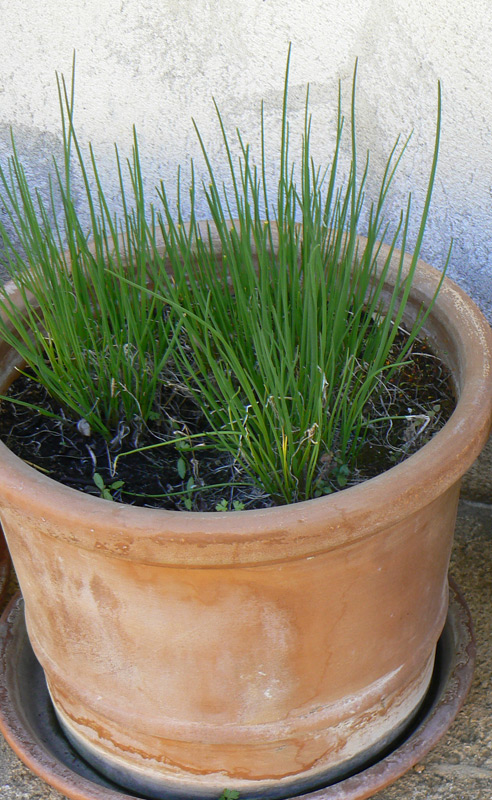 Ciboulette, Civette, Cive, Fausse échalote