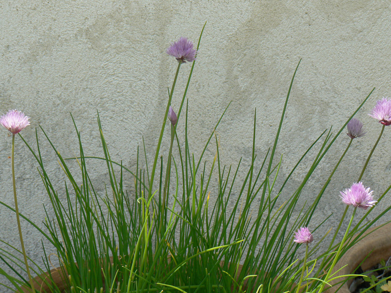 Ciboulette, Civette, Cive, Fausse échalote