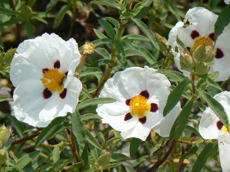 Cistus à gomme