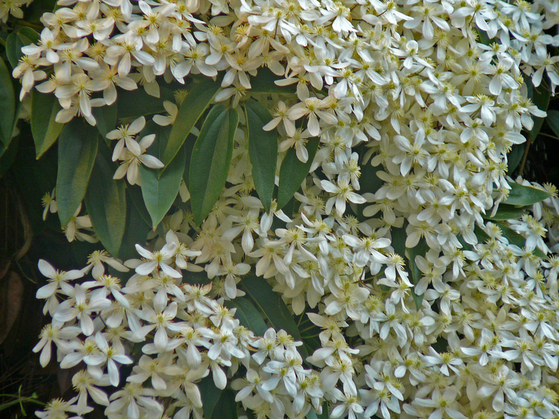 Clématite d'Armand 'Apple Blossom'
