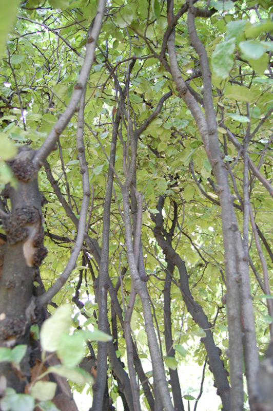 Cognassier commun, Cognassier géant de Vranja