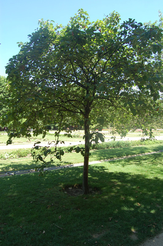 Cognassier commun, Cognassier géant de Vranja