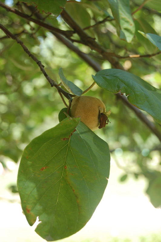 Cognassier commun, Cognassier géant de Vranja