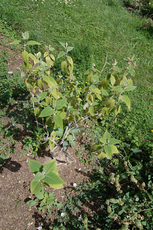 Colquhounia coccinea