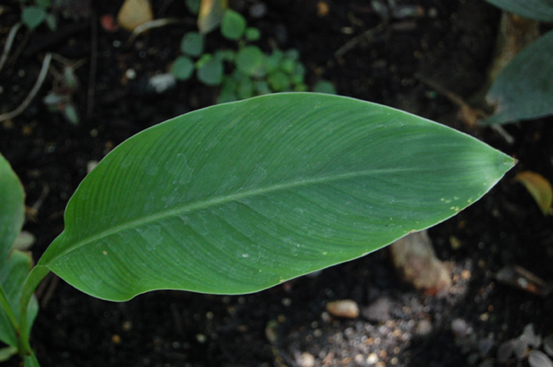 Conflore, Balisier à larges feuilles