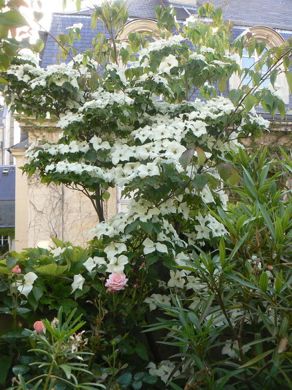 Cornouiller du Pacifique