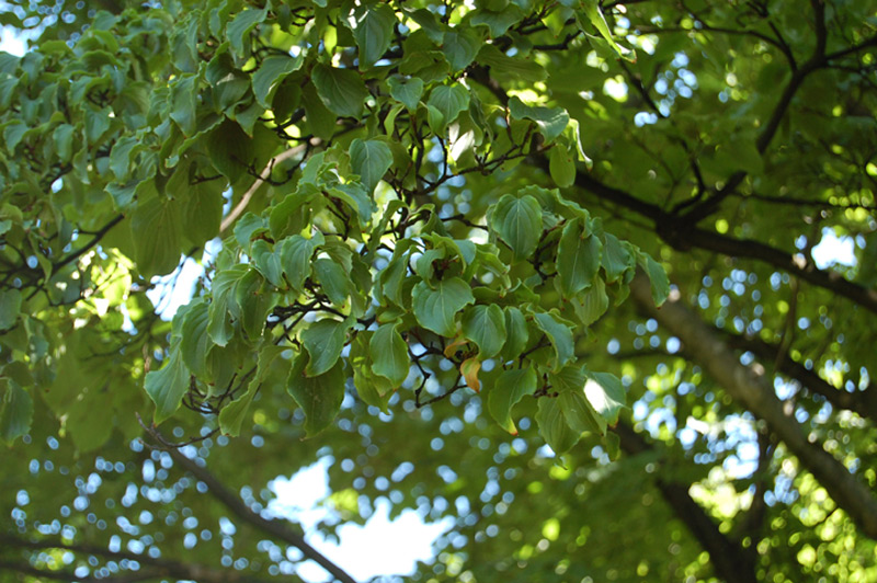 Cornouiller à fleurs