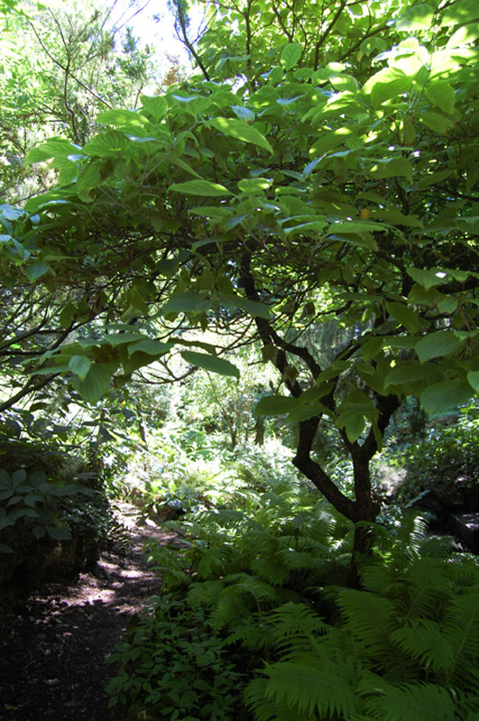 Cornouiller à grandes fleurs
