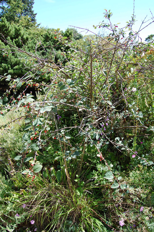Cotonéaster commun