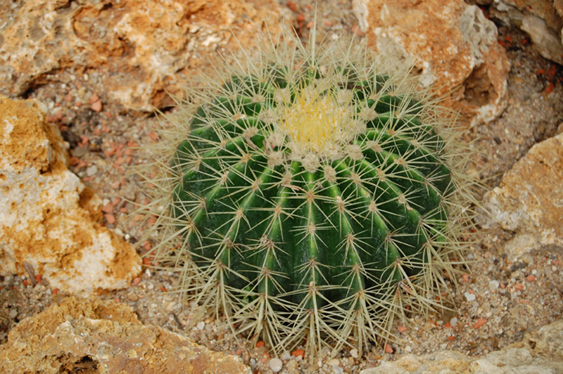 Cactus de Gruson, Coussin de belle-mère