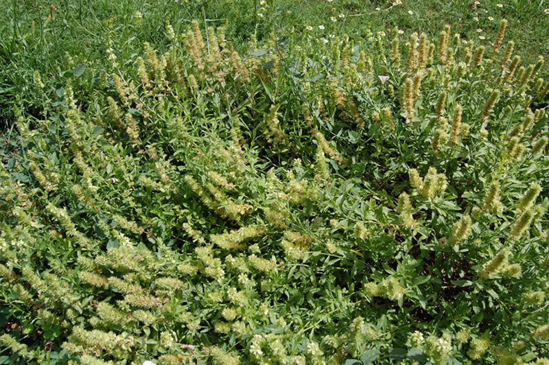 Colquhounia coccinea