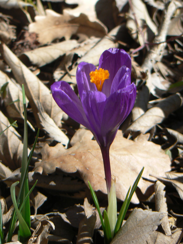 Crocus vernus, Crocus