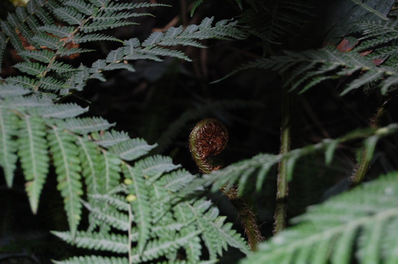 Cyathea tomentosissima, Fougère arborescente
