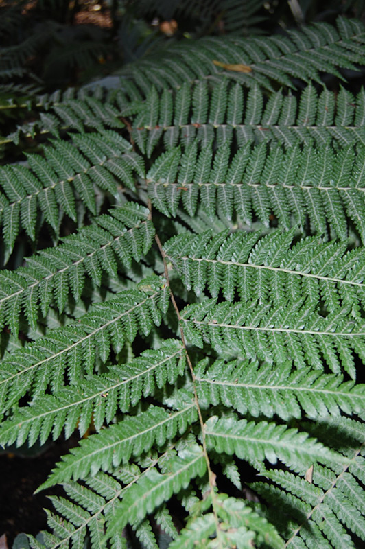 Cyathea tomentosissima, Fougère arborescente